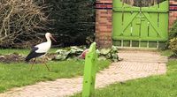 Storch im Garten